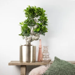 2x Ficus Microcarpa 'ginseng' En Forme De S – Bonsaï – Plante D'intérieur – ⌀22 Cm - ↕60-70 Cm 8 2x Ficus Microcarpa 'ginseng' En Forme De S – Bonsaï – Plante D'intérieur – ⌀22 Cm - ↕60-70 Cm -Magasin De Graines De Plantes 640b78a5ac4b54.25035858