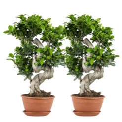 2x Ficus Microcarpa 'ginseng' En Forme De S – Bonsaï – Plante D'intérieur – ⌀22 Cm - ↕60-70 Cm