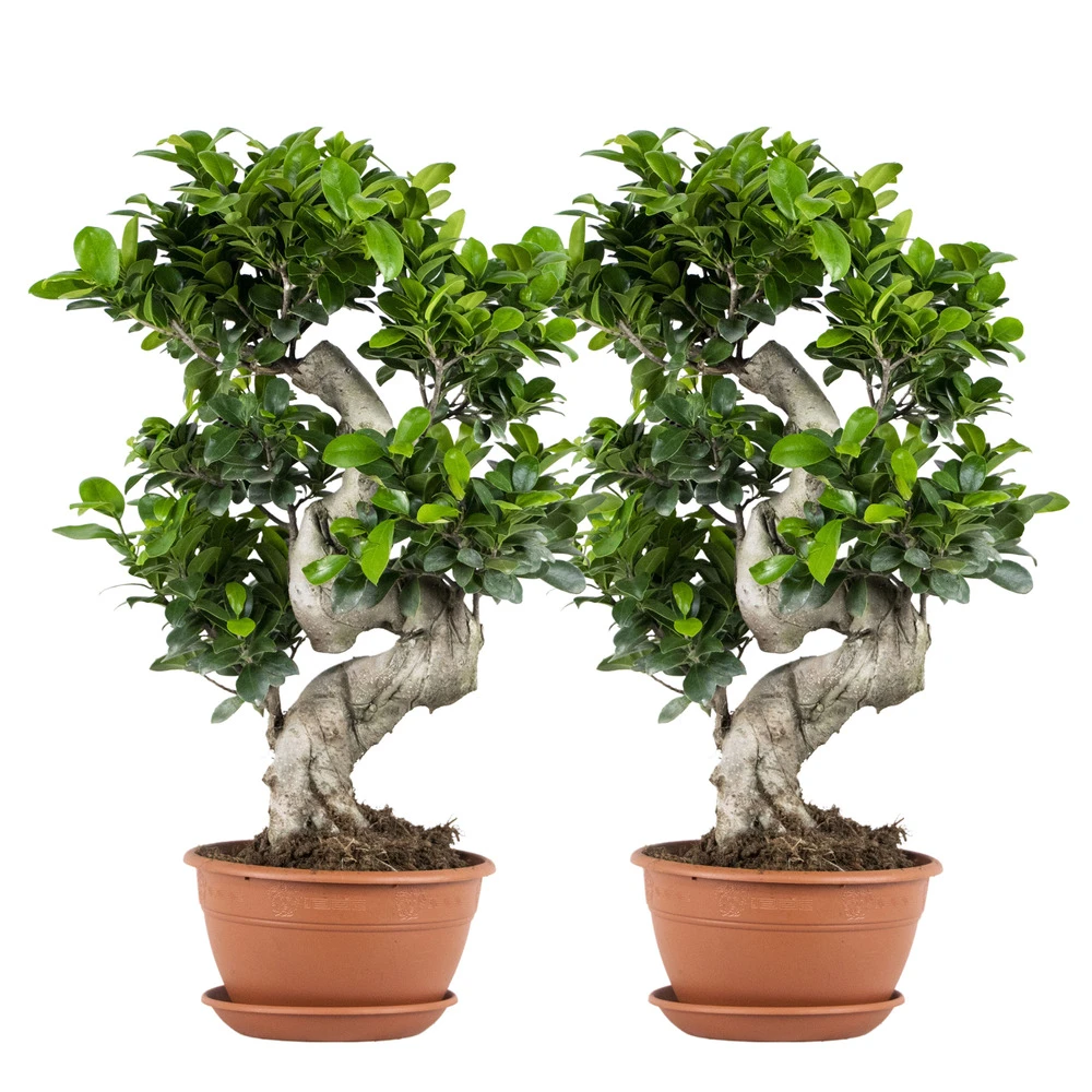 2x Ficus Microcarpa 'ginseng' En Forme De S – Bonsaï – Plante D'intérieur – ⌀22 Cm - ↕60-70 Cm 1 2x Ficus Microcarpa 'ginseng' En Forme De S – Bonsaï – Plante D'intérieur – ⌀22 Cm - ↕60-70 Cm