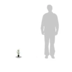 Eucalyptus Gunni France Bleu® 'rengun'/pot De 7,5l - 40/60 Cm 12 Eucalyptus Gunni France Bleu® 'rengun'/pot De 7,5l - 40/60 Cm -Magasin De Graines De Plantes 6411c525786818.65301056