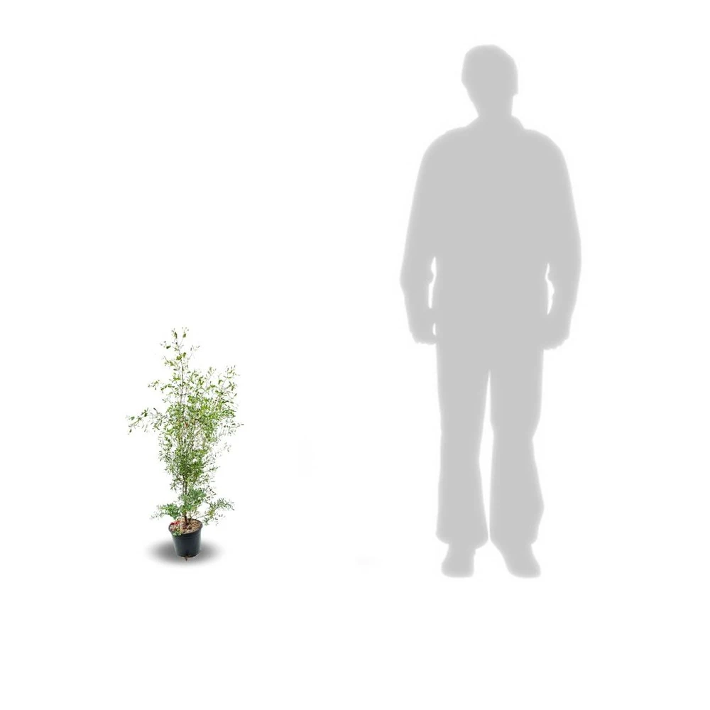 Eucalyptus Gunni France Bleu® 'rengun'/pot De 7,5l - 40/60 Cm 7 Eucalyptus Gunni France Bleu® 'rengun'/pot De 7,5l - 40/60 Cm – Image 7