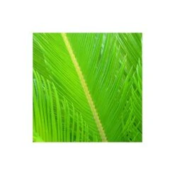 Cycas Du Japon/pot De 70l - Stipe 40/50 Cm -Magasin De Graines De Plantes 6411c5d6ad44d3.69046798