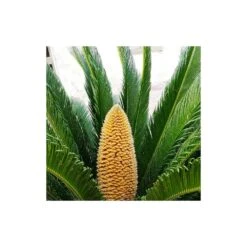 Cycas Du Japon/pot De 70l - Stipe 40/50 Cm -Magasin De Graines De Plantes 6411c5d6b49964.14762955
