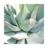 Agave Parryi/pot De 7,5l