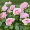 Rosier Sophia Romantica ® Meisselpier Le Pot De 2l