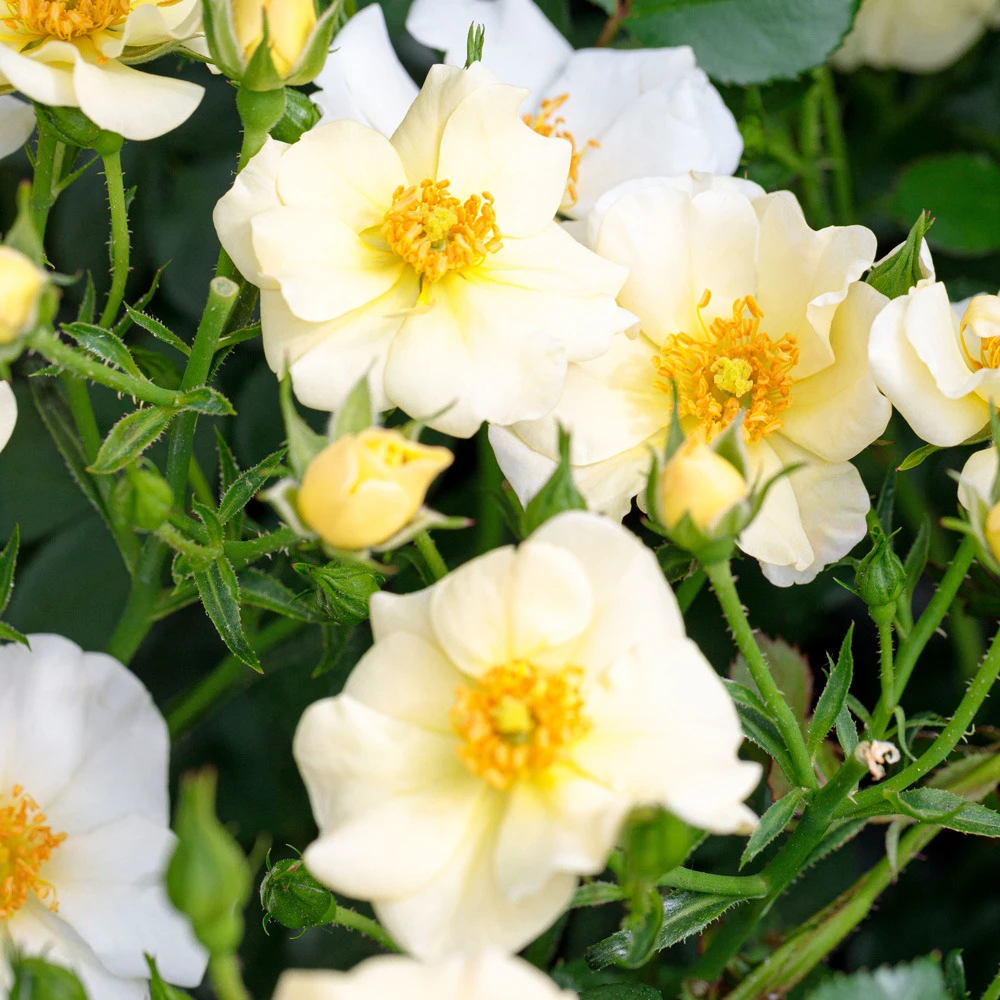 Rosier Pretty ® Cream Meizhakari Le Lot De 3 Godets 1 Rosier Pretty ® Cream Meizhakari Le Lot De 3 Godets