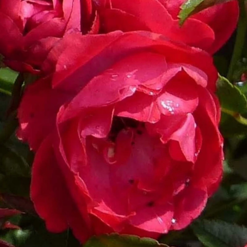 Rosier Miniature 'fêtes Des Mères' - 1 Rosier Miniature 'fêtes Des Mères' -