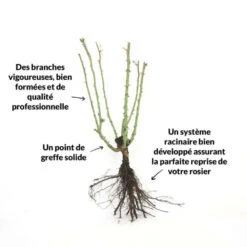 Rosier 'diorama' - -Magasin De Graines De Plantes 6419b64b16ab27.97474187
