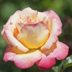 Rosier 'mme A. Meilland' - -Magasin De Graines De Plantes 6419b656862295.92487417