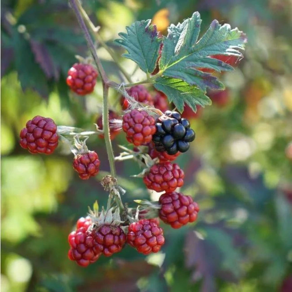 Mûre 'géante Des Jardins' - Rubus Fruticosus 3l 2 Mûre 'géante Des Jardins' - Rubus Fruticosus 3l – Image 2