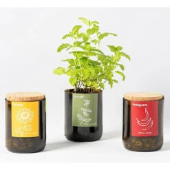 Kit Bouteille Prêt à Pousser Menthe 5 Kit Bouteille Prêt à Pousser Menthe -Magasin De Graines De Plantes 6420e04aa617a5.75494145