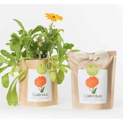 Sac Papier Prêt à Cultiver Calendula 6 Sac Papier Prêt à Cultiver Calendula -Magasin De Graines De Plantes 6420e04cca6d08.48418237