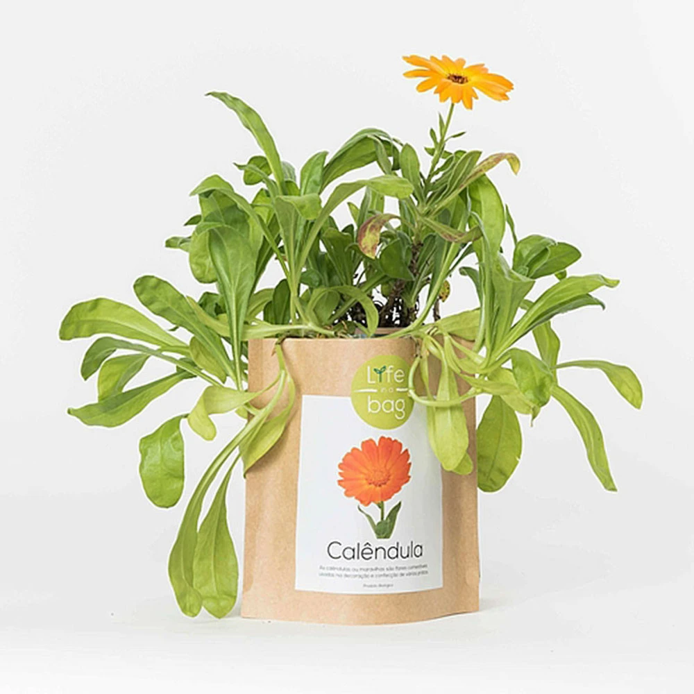 Sac Papier Prêt à Cultiver Calendula 1 Sac Papier Prêt à Cultiver Calendula