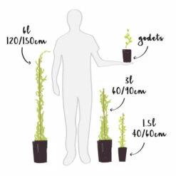 Cassissier 'andega' - Cassissier Nigrum 3l -Magasin De Graines De Plantes 6420e09bb8c579.06727164