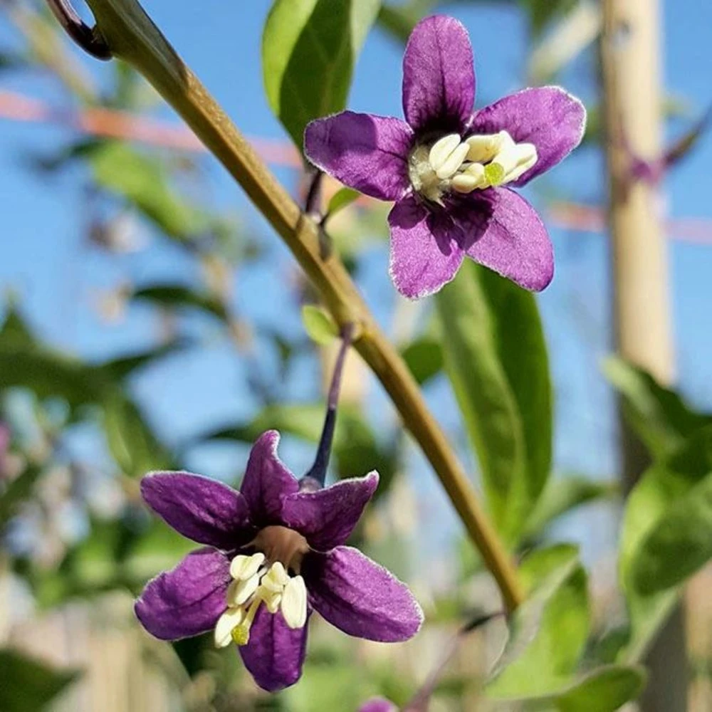 Baie De Goji - Lycium Barbarum 3l 2 Baie De Goji - Lycium Barbarum 3l – Image 2