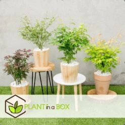 Assorti De 8 Erables Du Japon - Pot ⌀10 Cm - H.25-40cm (hauteur Pot Incluse) -Magasin De Graines De Plantes 6421dd63e6f720.35493338