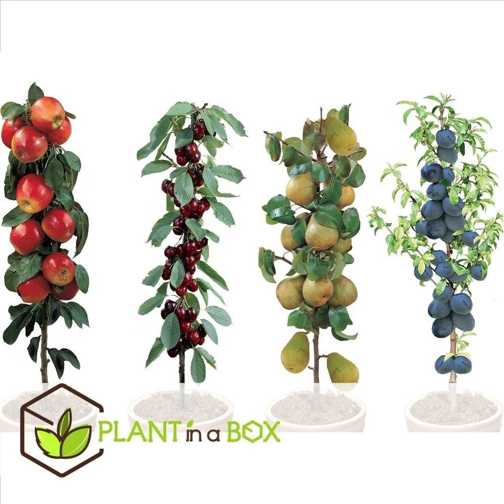Assorti De 4 Arbres Fruitiers - Pot ⌀9cm - H.60-70cm (hauteur Pot Incluse) 2 Assorti De 4 Arbres Fruitiers - Pot ⌀9cm - H.60-70cm (hauteur Pot Incluse) – Image 2