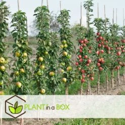 Assorti De 4 Arbres Fruitiers - Pot ⌀9cm - H.60-70cm (hauteur Pot Incluse) 6 Assorti De 4 Arbres Fruitiers - Pot ⌀9cm - H.60-70cm (hauteur Pot Incluse) -Magasin De Graines De Plantes 6421dd66e21009.57555330