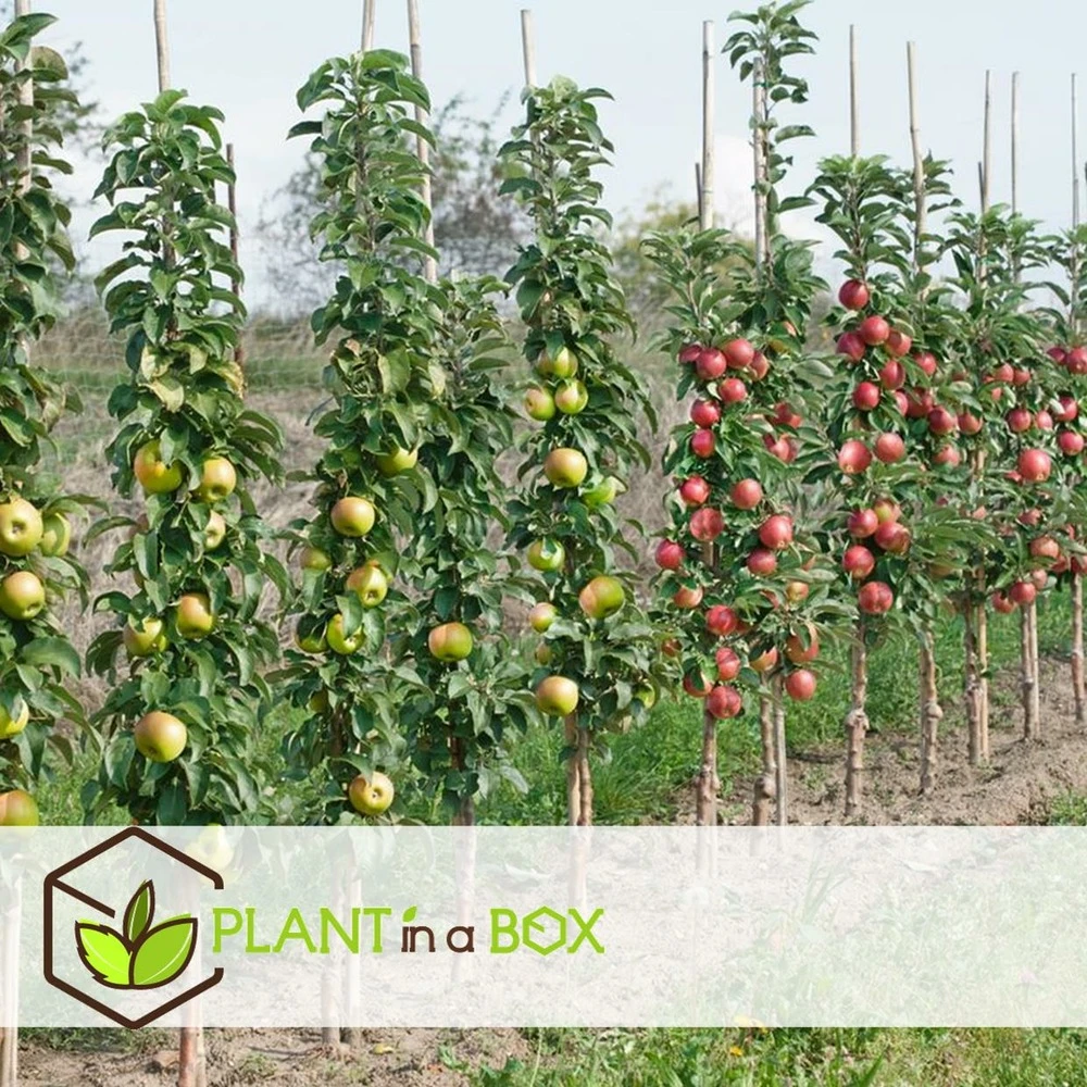 Assorti De 4 Arbres Fruitiers - Pot ⌀9cm - H.60-70cm (hauteur Pot Incluse) 3 Assorti De 4 Arbres Fruitiers - Pot ⌀9cm - H.60-70cm (hauteur Pot Incluse) – Image 3