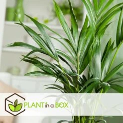 Palmier Kentia - Pot ⌀21 Cm - H. 130-140cm (hauteur Pot Incluse) -Magasin De Graines De Plantes 6422e18667b5b7.10247257