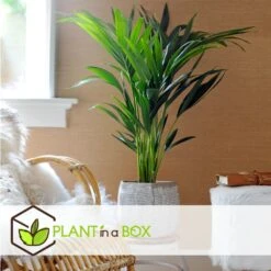 Palmier Kentia - Pot ⌀21 Cm - H. 130-140cm (hauteur Pot Incluse) -Magasin De Graines De Plantes 6422e1866c5cc6.02870111