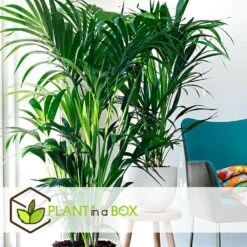 Palmier Kentia - Pot ⌀21 Cm - H. 130-140cm (hauteur Pot Incluse) -Magasin De Graines De Plantes 6422e18682ded8.54376534