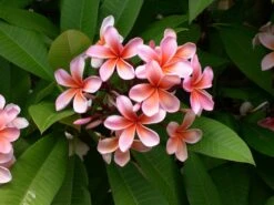 Plumeria Hawaaien - Pot ⌀17cm - H.55-75cm (hauteur Pot Incluse) 12 Plumeria Hawaaien - Pot ⌀17cm - H.55-75cm (hauteur Pot Incluse) -Magasin De Graines De Plantes 6423324e299086.51146067