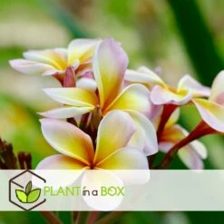 Plumeria Hawaaien - Pot ⌀17cm - H.55-75cm (hauteur Pot Incluse) 9 Plumeria Hawaaien - Pot ⌀17cm - H.55-75cm (hauteur Pot Incluse) -Magasin De Graines De Plantes 6423324e2d9253.46646844