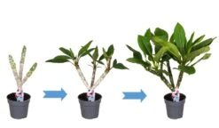 Plumeria Hawaaien - Pot ⌀17cm - H.55-75cm (hauteur Pot Incluse) 11 Plumeria Hawaaien - Pot ⌀17cm - H.55-75cm (hauteur Pot Incluse) -Magasin De Graines De Plantes 6423324e313ab2.79596873