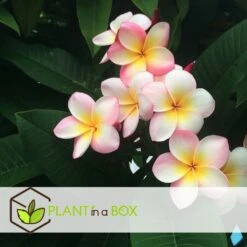 Plumeria Hawaaien - Pot ⌀17cm - H.55-75cm (hauteur Pot Incluse) 10 Plumeria Hawaaien - Pot ⌀17cm - H.55-75cm (hauteur Pot Incluse) -Magasin De Graines De Plantes 6423324e3a2799.79275935