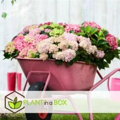 Set De 3 Hortensia Rose - Pot ⌀9cm - H.25-40cm (hauteur Pot Incluse) 7 Set De 3 Hortensia Rose - Pot ⌀9cm - H.25-40cm (hauteur Pot Incluse) -Magasin De Graines De Plantes 64233253af3a81.36590456