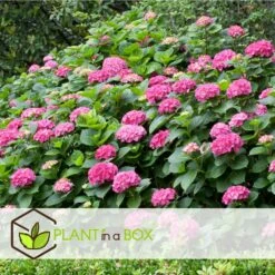 Set De 3 Hortensia Rose - Pot ⌀9cm - H.25-40cm (hauteur Pot Incluse) 6 Set De 3 Hortensia Rose - Pot ⌀9cm - H.25-40cm (hauteur Pot Incluse) -Magasin De Graines De Plantes 64233253b82f01.05331596