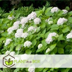 Set De 3 Hortensia Blanc - Pot ⌀9cm - H.25-40cm (hauteur Pot Incluse) 6 Set De 3 Hortensia Blanc - Pot ⌀9cm - H.25-40cm (hauteur Pot Incluse) -Magasin De Graines De Plantes 64233254e0bae3.75313331