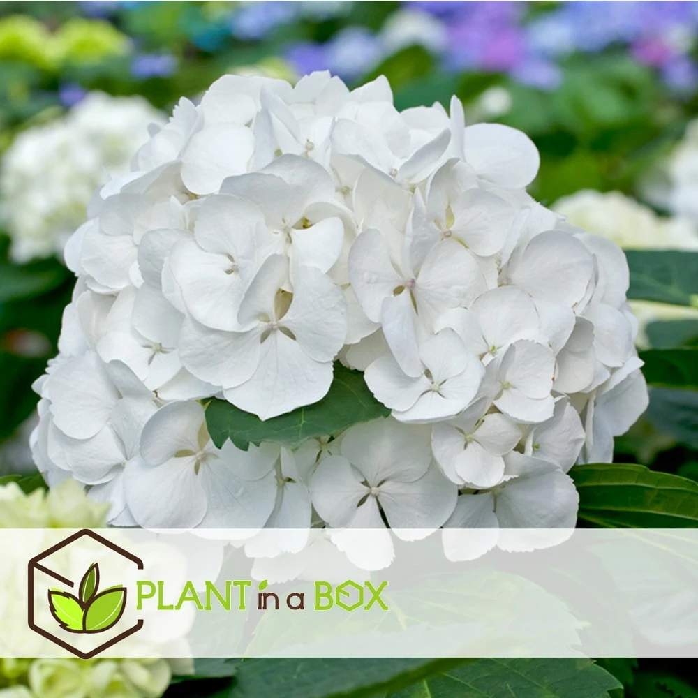 Set De 3 Hortensia Blanc - Pot ⌀9cm - H.25-40cm (hauteur Pot Incluse) 2 Set De 3 Hortensia Blanc - Pot ⌀9cm - H.25-40cm (hauteur Pot Incluse) – Image 2