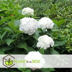 Set De 3 Hortensia Blanc - Pot ⌀9cm - H.25-40cm (hauteur Pot Incluse) 7 Set De 3 Hortensia Blanc - Pot ⌀9cm - H.25-40cm (hauteur Pot Incluse) -Magasin De Graines De Plantes 64233254f3f363.76442034