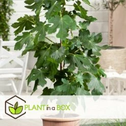 Set De 2 Ficus Carica - Pot ⌀9cm - H.25-40cm (hauteur Pot Incluse) -Magasin De Graines De Plantes 64233258aed6c2.75062578