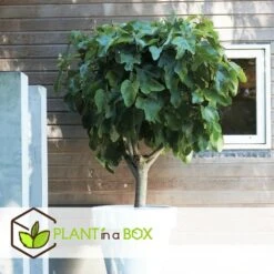 Set De 2 Ficus Carica - Pot ⌀9cm - H.25-40cm (hauteur Pot Incluse) -Magasin De Graines De Plantes 64233258b421e6.98737418