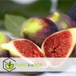 Set De 2 Ficus Carica - Pot ⌀9cm - H.25-40cm (hauteur Pot Incluse) -Magasin De Graines De Plantes 64233258cb75f1.63559053