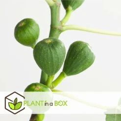 Set De 2 Ficus Carica - Pot ⌀9cm - H.25-40cm (hauteur Pot Incluse) -Magasin De Graines De Plantes 64233258cfd275.04452141