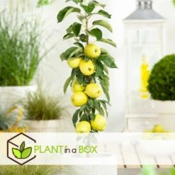 Set De 3 Pommiers - Pot ⌀9cm - H.60-70cm (hauteur Pot Incluse) 10 Set De 3 Pommiers - Pot ⌀9cm - H.60-70cm (hauteur Pot Incluse) -Magasin De Graines De Plantes 642332687e7c20.05894686