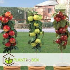 Set De 3 Pommiers - Pot ⌀9cm - H.60-70cm (hauteur Pot Incluse) 9 Set De 3 Pommiers - Pot ⌀9cm - H.60-70cm (hauteur Pot Incluse) -Magasin De Graines De Plantes 642332688c9973.24149843