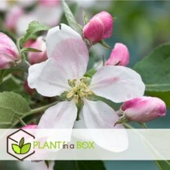 Set De 3 Pommiers - Pot ⌀9cm - H.60-70cm (hauteur Pot Incluse) 12 Set De 3 Pommiers - Pot ⌀9cm - H.60-70cm (hauteur Pot Incluse) -Magasin De Graines De Plantes 6423326890bc71.46991350