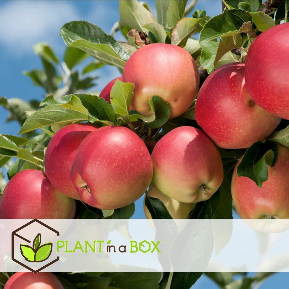 Set De 3 Pommiers - Pot ⌀9cm - H.60-70cm (hauteur Pot Incluse) 5 Set De 3 Pommiers - Pot ⌀9cm - H.60-70cm (hauteur Pot Incluse) – Image 5