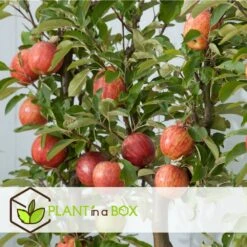 Set De 3 Pommiers - Pot ⌀9cm - H.60-70cm (hauteur Pot Incluse) 13 Set De 3 Pommiers - Pot ⌀9cm - H.60-70cm (hauteur Pot Incluse) -Magasin De Graines De Plantes 642332689d8f40.55591918