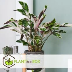 Calathea 'white Fusion' - Pot ⌀14cm - H.30-40cm (hauteur Pot Incluse) 9 Calathea 'white Fusion' - Pot ⌀14cm - H.30-40cm (hauteur Pot Incluse) -Magasin De Graines De Plantes 6423335ecc24f3.00608541