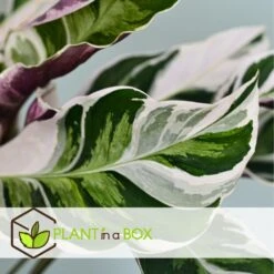 Calathea 'white Fusion' - Pot ⌀14cm - H.30-40cm (hauteur Pot Incluse) 10 Calathea 'white Fusion' - Pot ⌀14cm - H.30-40cm (hauteur Pot Incluse) -Magasin De Graines De Plantes 6423335eda0cd7.05143036