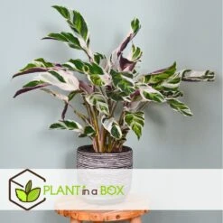 Calathea 'white Fusion' - Pot ⌀14cm - H.30-40cm (hauteur Pot Incluse) 12 Calathea 'white Fusion' - Pot ⌀14cm - H.30-40cm (hauteur Pot Incluse) -Magasin De Graines De Plantes 6423335ee30885.64669425