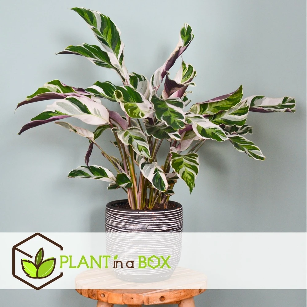 Calathea 'white Fusion' - Pot ⌀14cm - H.30-40cm (hauteur Pot Incluse) 6 Calathea 'white Fusion' - Pot ⌀14cm - H.30-40cm (hauteur Pot Incluse) – Image 6