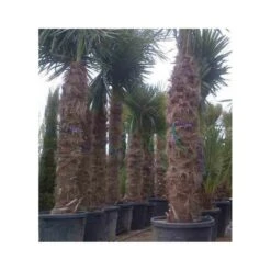 Trachycarpus Fortunei (palmier Chanvre, Palmier Moulin à Vent) Doubletroncs - Tronc A 80-100 Cm - Tronc B 60-80 Cm -Magasin De Graines De Plantes 6425e048a37be6.83584818
