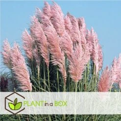 Cortaderia Selloana - Set De 3 - La Pampa - Rose - Pot 9cm - Hauteur 25-40cm -Magasin De Graines De Plantes 6426d369de0020.70880671